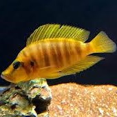 Altolamprolgus compressiceps orange L